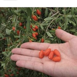 Wolfberry Berry Goji Berry Seedling Live Plant Tree (Lycium barbarum) - Lycium 1 Gallon 2ft Tall