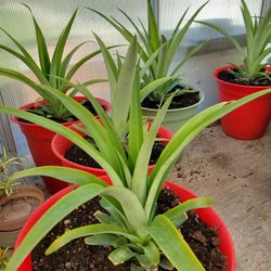 Pineapple Plants