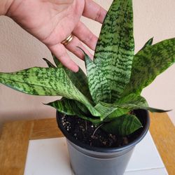 SNAKE PLANTS. Many Plants  AVAILABLE