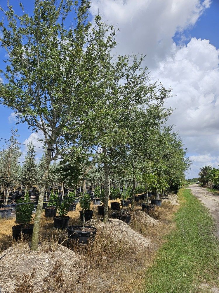 Live Oak Tres Green Bottom Wood Silver Button Wood Canary Silver Palm