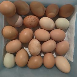 Eggs