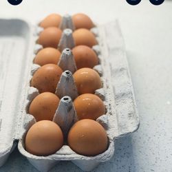 Chicken Eggs Free Range
