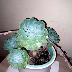 Succulent With Ultra Rare Bloom