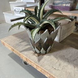 Hand Crafted Planter And Plant