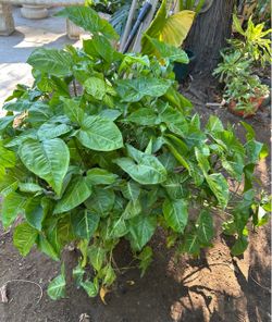 Syngonium Plant