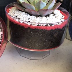 Succulents 