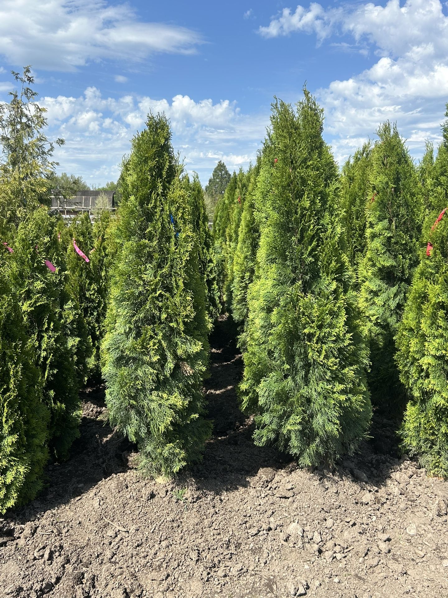 5-6’ Emerald Green Arborvitaes