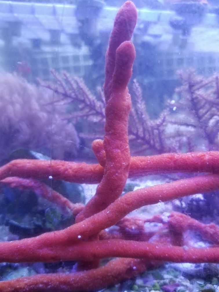 sea sponges trio saltwater aquarium tank for Sale in Santa Monica, CA