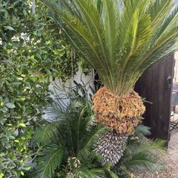 Large Sago Palm