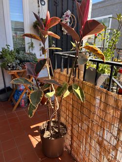 Live Rubber Ruby Ficus Tree Plant 5ft{+