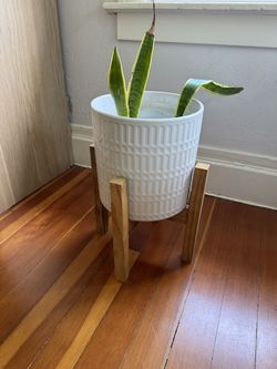 Snake Plant with pot