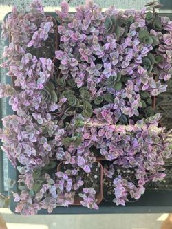 Callisia repens "Pink Panther" (Inch Plant)