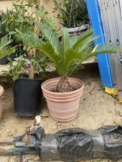 Sago Palm