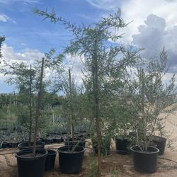 Hybrid Mesquite 25 Gallon $135 Each 