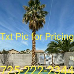 Palm Tree Trimming 🌴