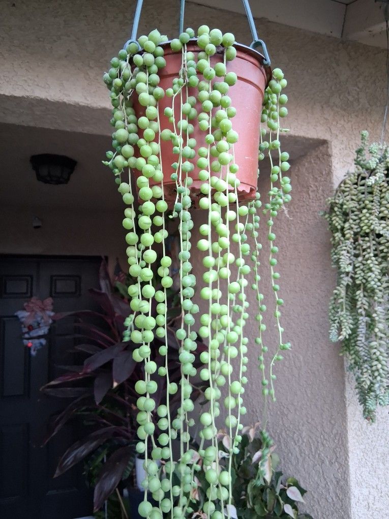 Strings Of Pearl's Plant $20