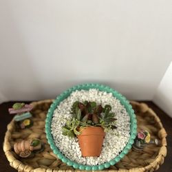 Succulent Arrangement