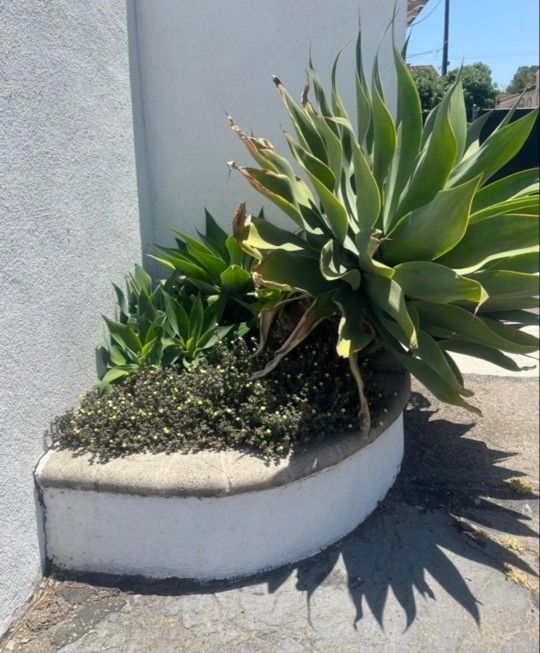 Agave And Pups