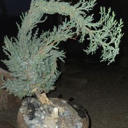 Beautiful bonzai juniper in antique terracotta pot