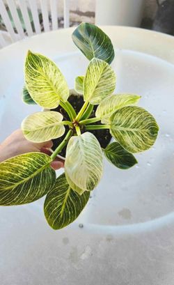 Philodendron Birkin plant
