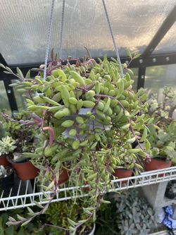 Ruby Necklace Succulent Plant