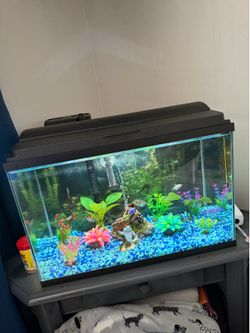 10 gallon foishtank with everything