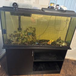 50 Gallon Fish Tank & 4 Fish 