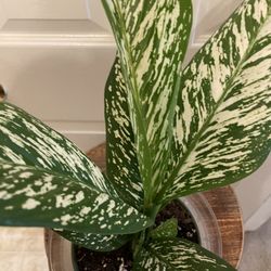 Beautiful & Rare Dieffenbachia “Etna” | Low Light | Air Purifying | Grows To 6’ Ft Tall x 2 Ft Wide
