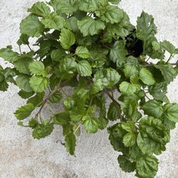 Hanging plant