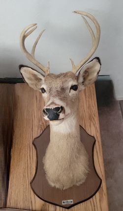 Whitetail Deer Head Antlers 7-Point Buck Taxidermy Mount Vintage