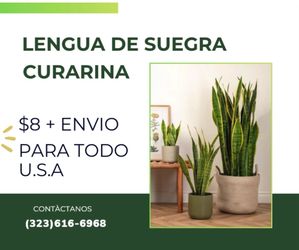 For sale “lengua de suegra