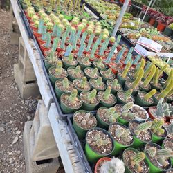 Variety Of Cactus