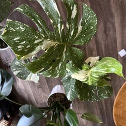 Thai Constellation Monstera