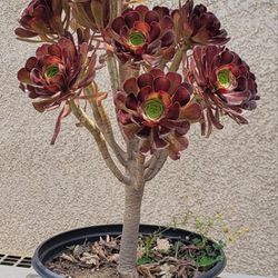 8" Aeonium Black Rose Succulent Plant