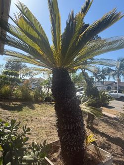 Palm tree
