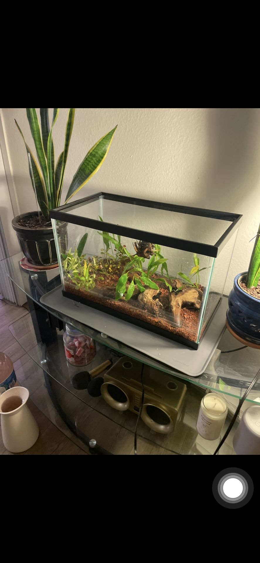 Fish Tank 
