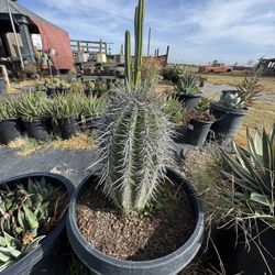 Cactus & Succulents & Trees