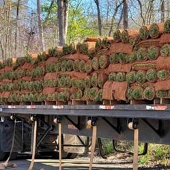 fresh sod 