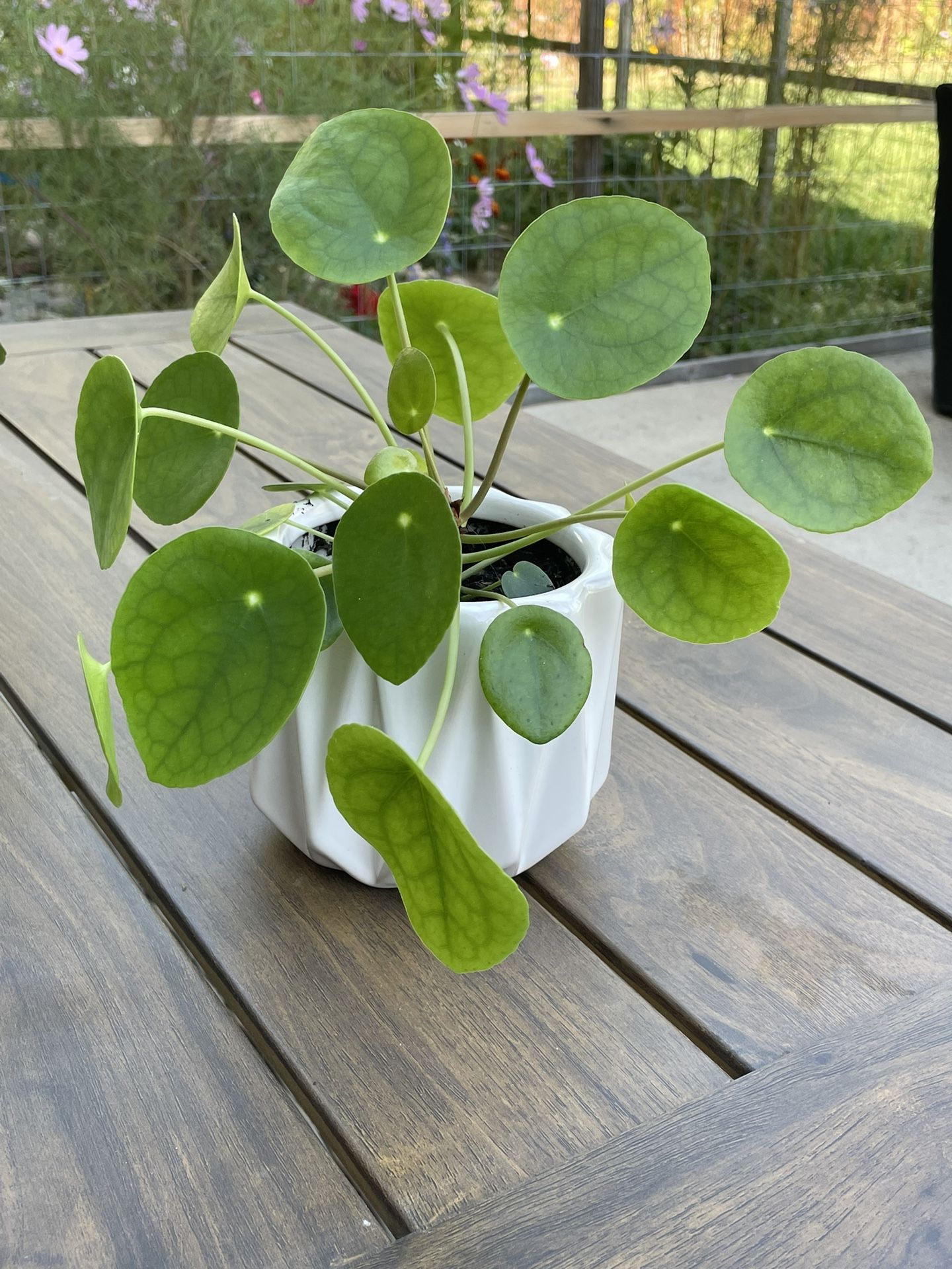 Chinese Money Plant