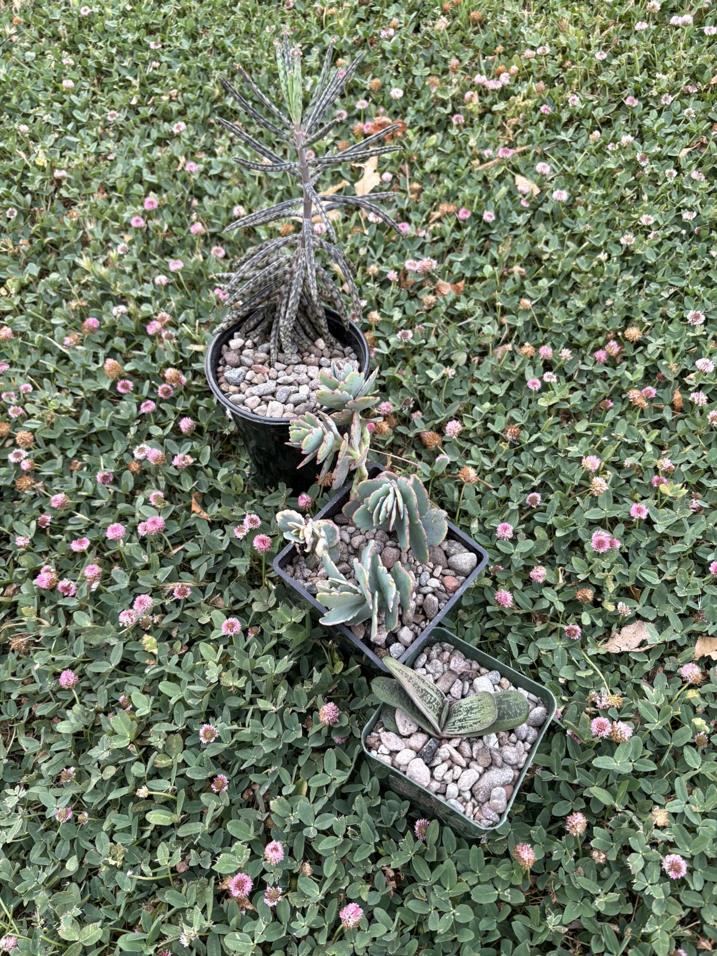 Beautiful Succulents
