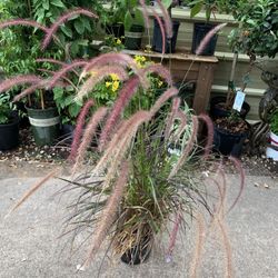 Purple Fountain Grass Plant 
