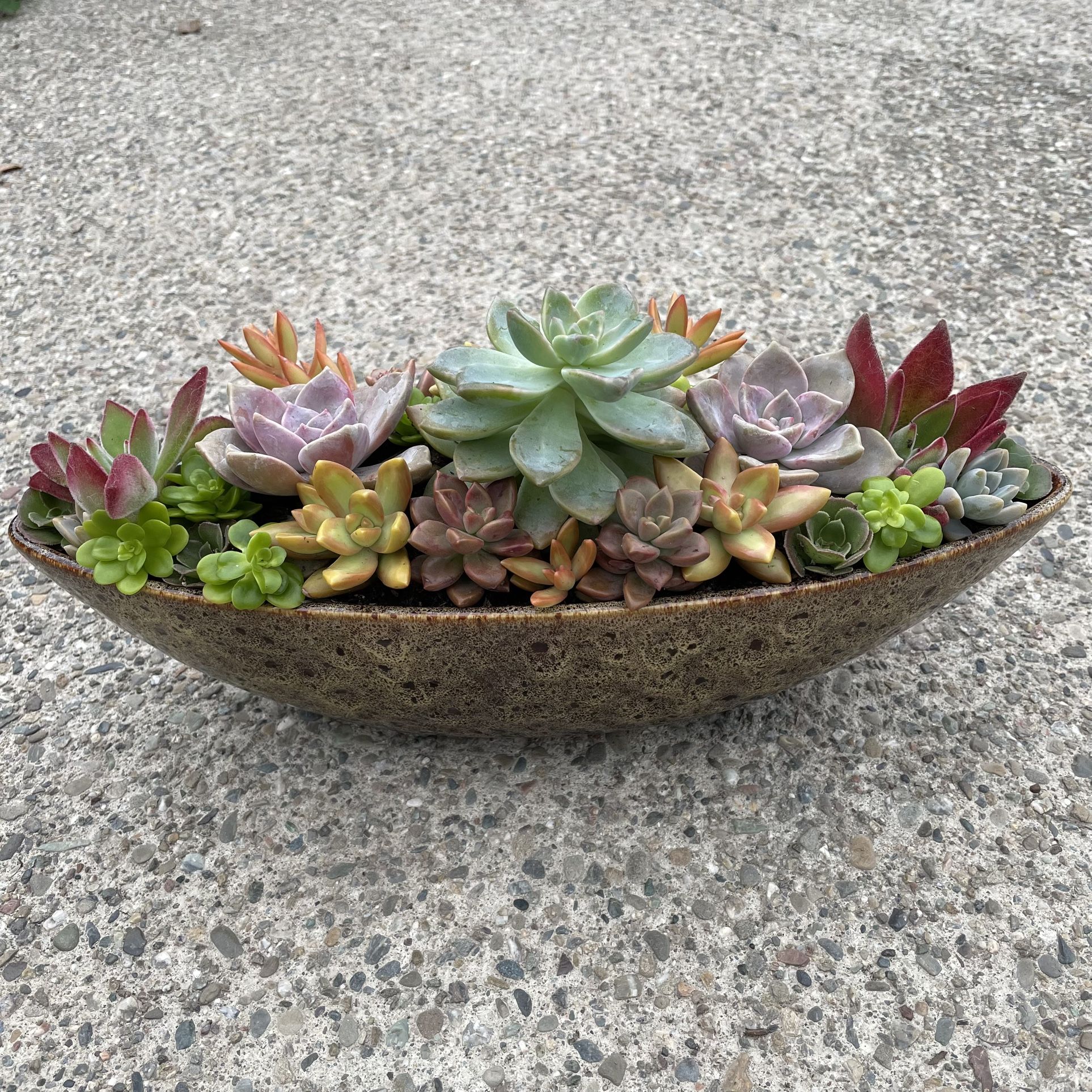 Colorful Succulent Arrangement In Fall Planter
