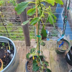 Dwarf Avocado Tree 