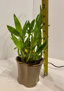 Lucky bamboo in 3” ceramic planter