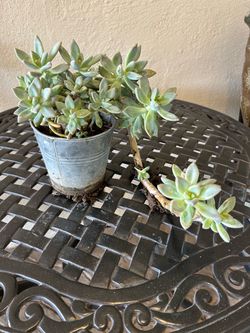 Ghost Plant