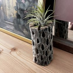 Cholla  Air plant Holders