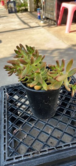 Love ❤️ plants. Beautiful succulent