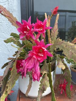 Epiphyllum (Red German Empress ) in 1-gal Container or By Cutting (6” or longer). See Prices Below.