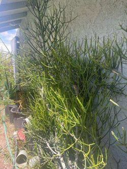 Fire stick Succulent Plant