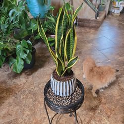 1ft 9in Tall Sansevieria Snake Plant In New 6in Ceramic Pot 